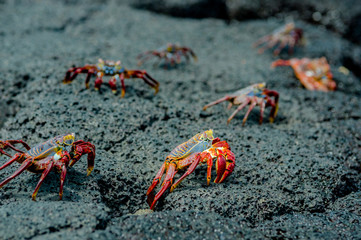 red crabs in rocks galpagos islands