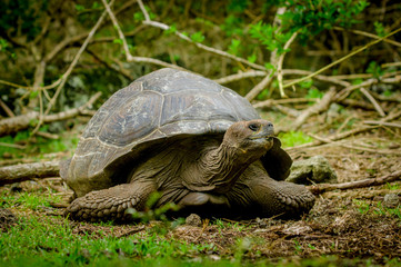 galapagos turtle in floreana island