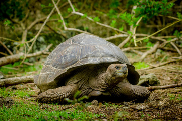 Obraz premium galapagos turtle in floreana island
