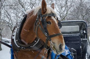Fototapeta premium Horse in blizzard