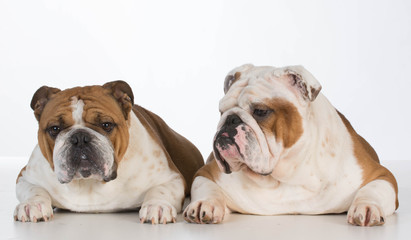 Obraz premium two english bulldogs