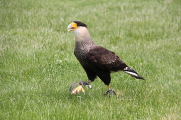Raubvogel