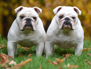 two bulldogs