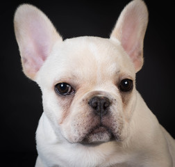 Fototapeta premium french bulldog puppy