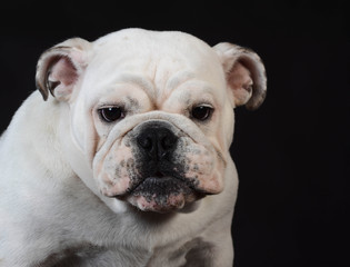 Fototapeta premium english bulldog puppy