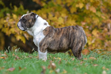 english bulldog
