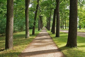 Oak Alley in the old park