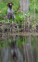 hunting dog