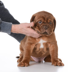 hands holding puppy