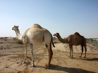 Fototapeta na wymiar Camel on desert