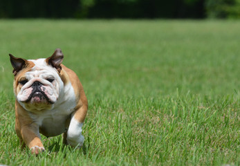 Obraz premium english bulldog outside