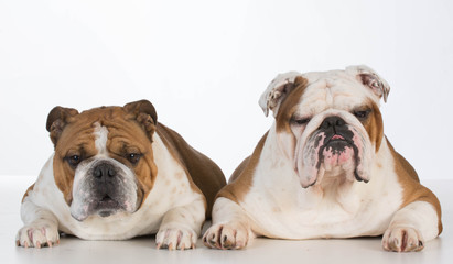 two english bulldogs