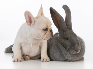 bunny and dog