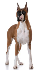 purebred boxer