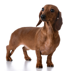 miniature smooth dachshund