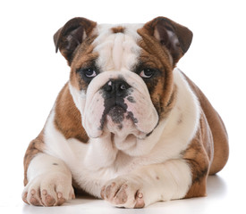 Fototapeta premium english bulldog puppy
