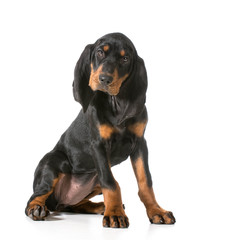 Obraz premium cute puppy