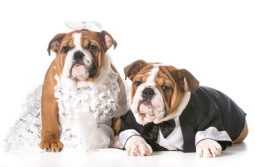 dog bride and groom