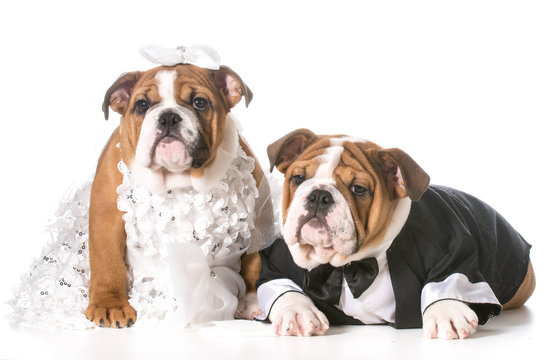 Dog Bride And Groom