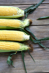corn cob in green leaves