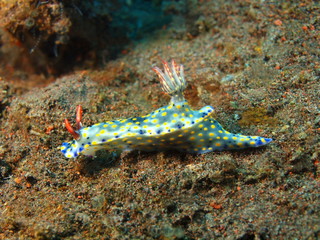 Obraz na płótnie Canvas True sea slug, Island Bali, Tulamben