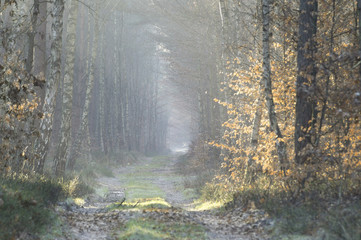 Leśna dróżka prowadząca przez zimowy las