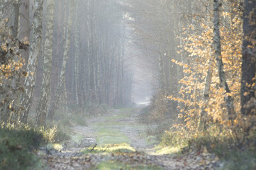 Leśna dróżka prowadząca przez zimowy las