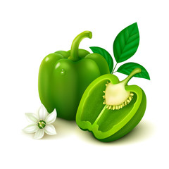 Green bell pepper (bulgarian pepper) on white background