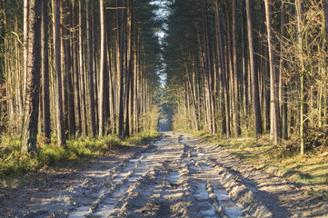 Zmrożona droga przez sosnowy las