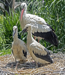 White stork
