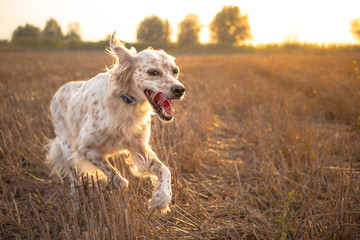 Obraz premium Happy Dog Running Through A Meadow