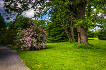 Colorful bushes and trees along a path at Cylburn Arboretum in B