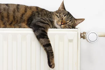 Fototapeten A tiger (tabby) cat relaxing on a warm radiator © erikzunec