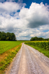 Corn fields along a dirt road in rural Carroll County, Maryland.