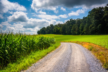 Corn fields along a dirt road in rural Carroll County, Maryland.