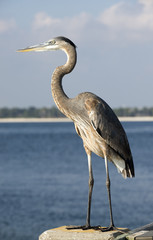 Grey Blue Heron Ardea herodias  Florida USA