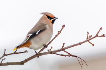 Waxwing