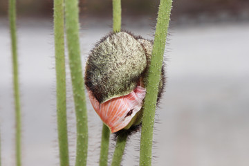 Unclasping Poppy
