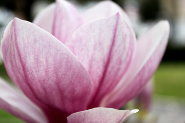 Fototapeta na wymiar Magnolia flower opening