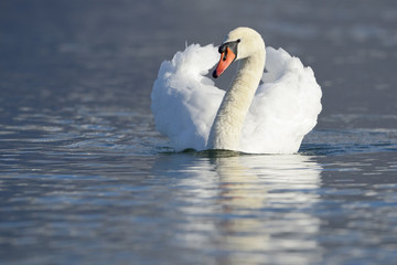 Naklejka premium Mute swan swimming in water, front view