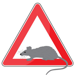 ratto