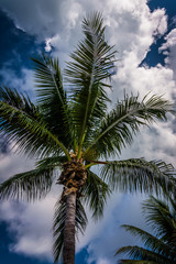 Obraz na płótnie Canvas Palm tree in Key West, Florida.