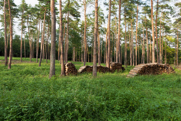 Wald mit Brennholz