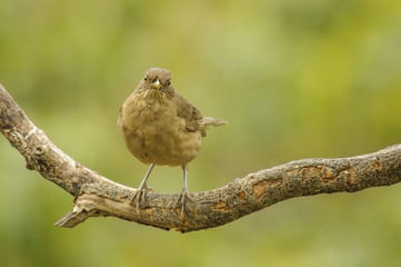 Yiguirro Stare