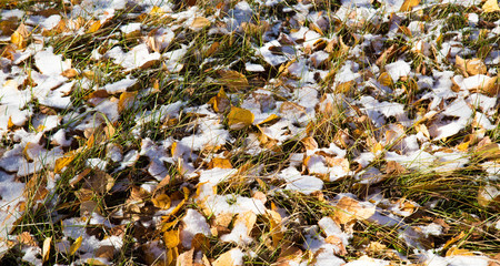 The first snow on a grass