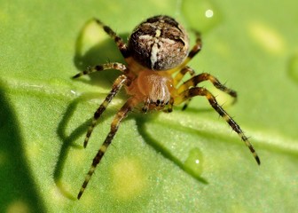 Garden Spider