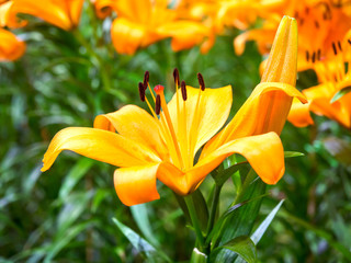 Lily is large flower