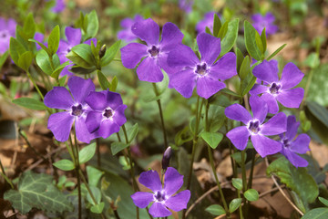 vinca minor