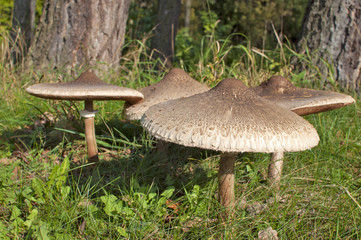 Fototapeta premium Parasol Mushrooms