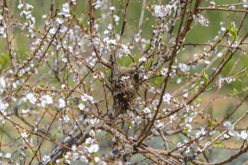 Abandoned bird Nest